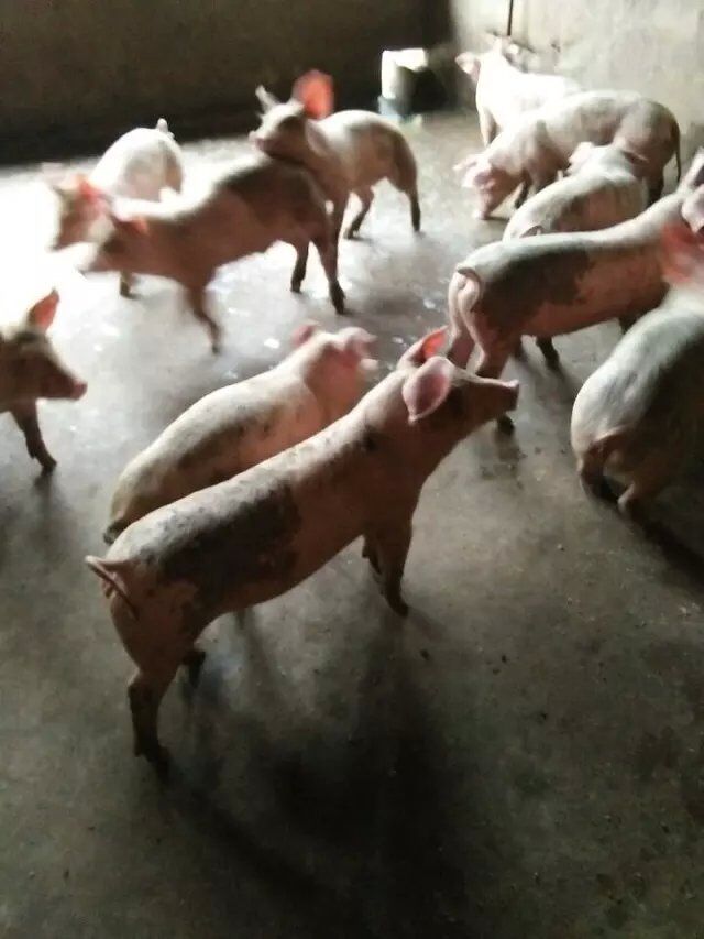 中国山东杜洛克品种仔猪