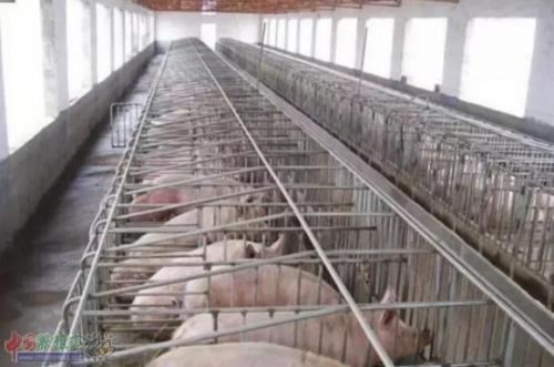 中国仔猪品种